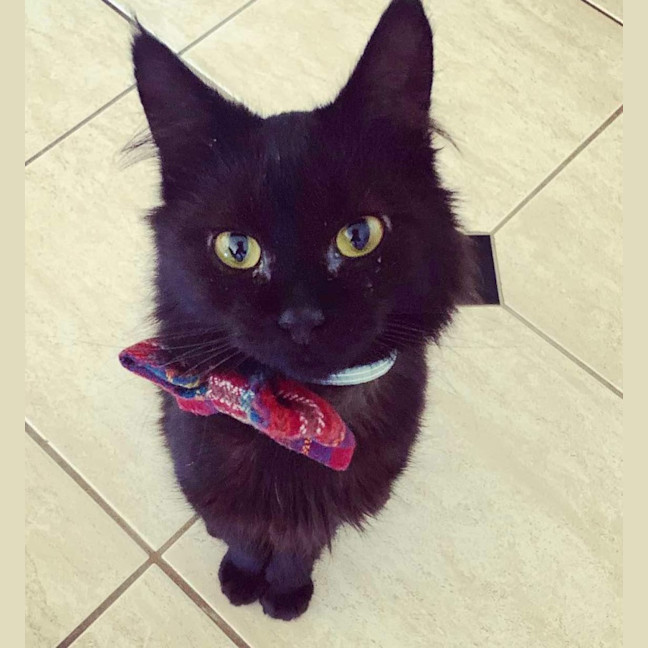 Photo of David Bowie