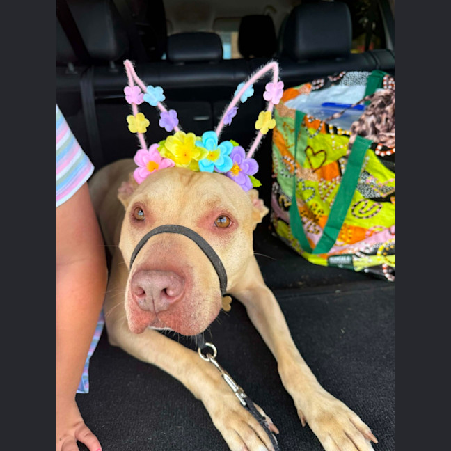 Photo of Topaz   7 Year Old Staffy