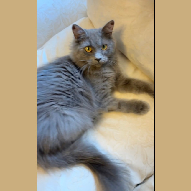 Photo of Savannah