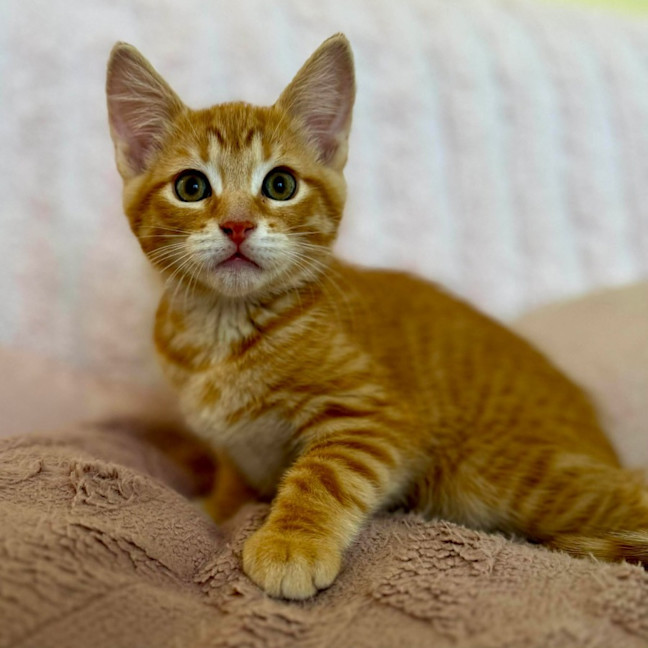 Photo of Tom   In Foster Care In Croydon