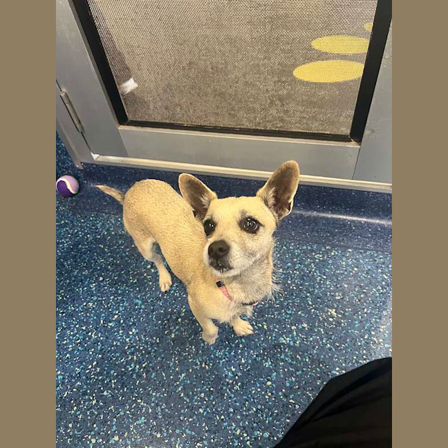 Photo of Pixie