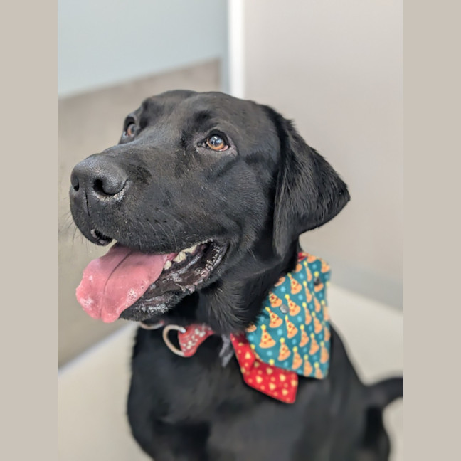 Photo of 🍕 Russell 5570🍕