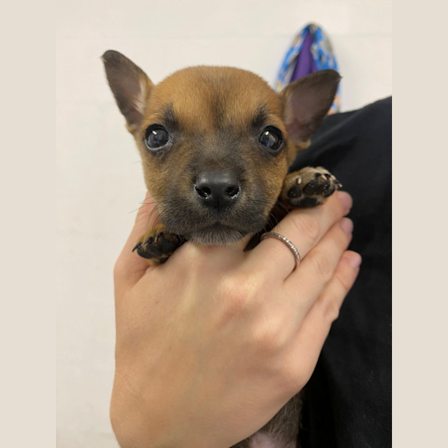 Photo of D1156 Nicro