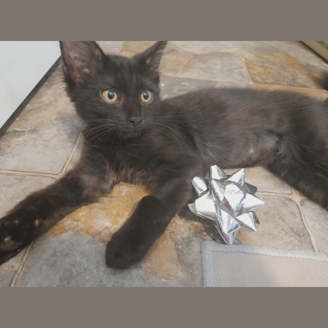 Photo of Penny (Wise)