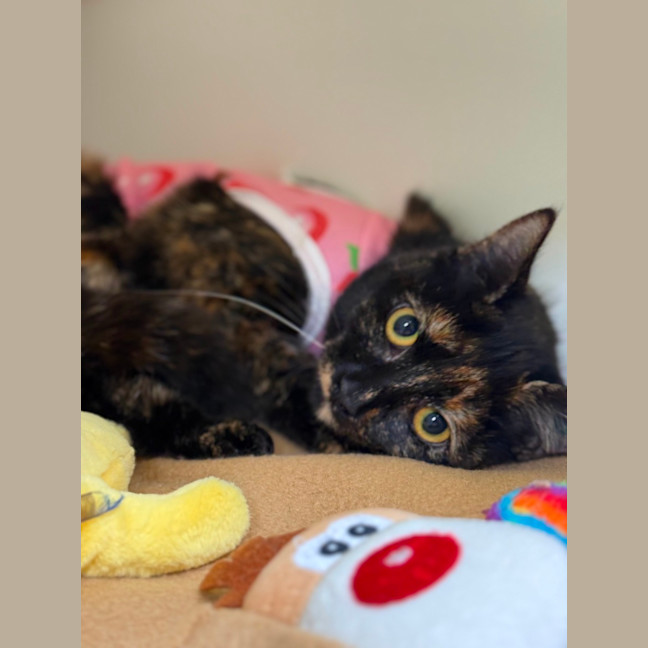 Photo of 🩰 Dapple 6394 🩰