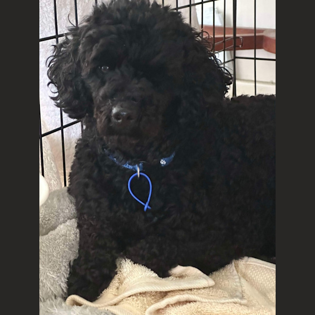 Photo of Rocky   6 Year Old Poodle