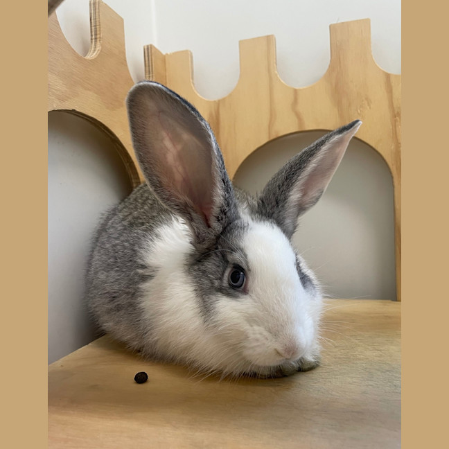 Photo of Bruce (Bonded To David 