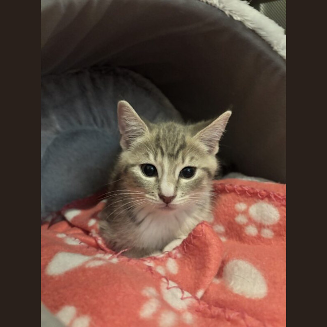 Photo of Magenta