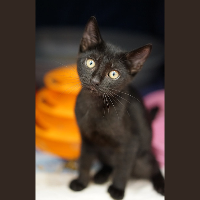 Photo of Kiki