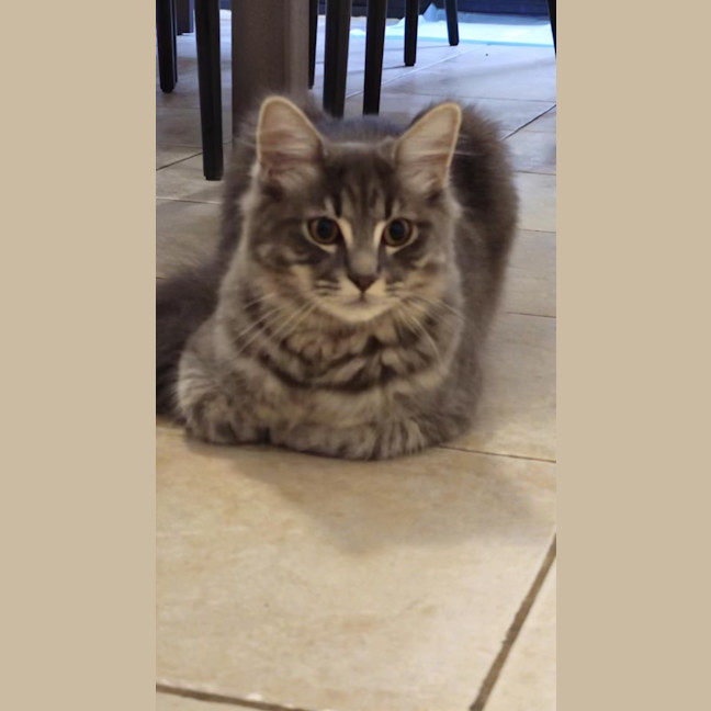 Photo of Floofball