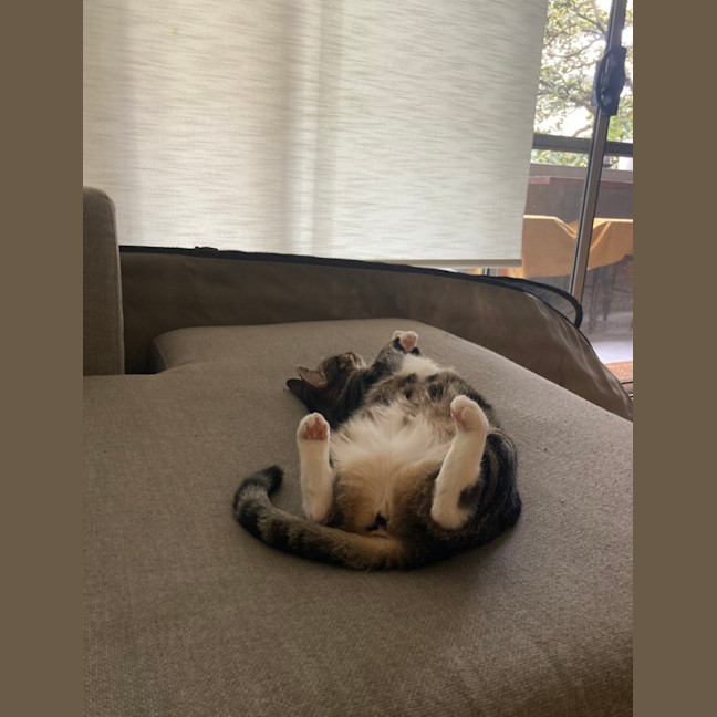 Photo of Kitty