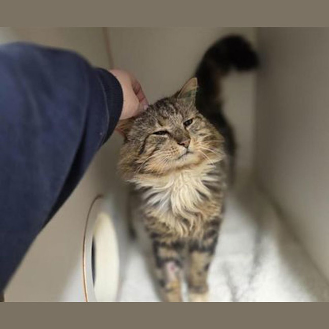 Photo of Romeo