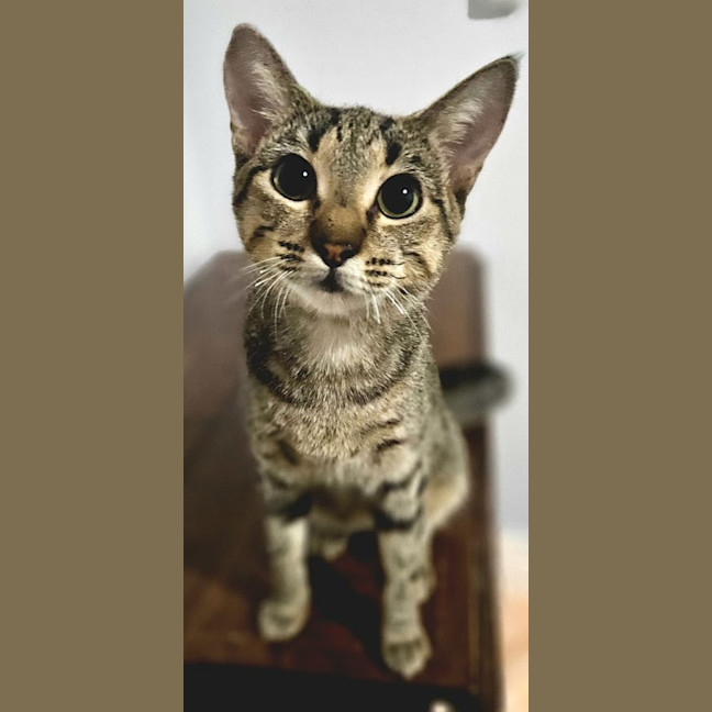 Photo of Mochi
