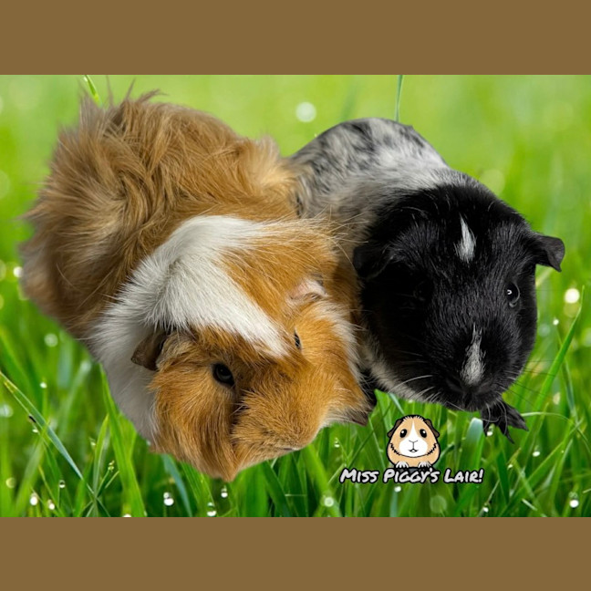 Photo of Apricot & Oreo