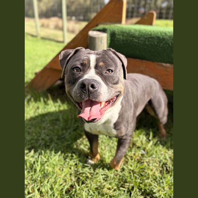 Photo of Ace