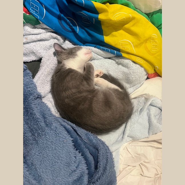 Photo of Percy