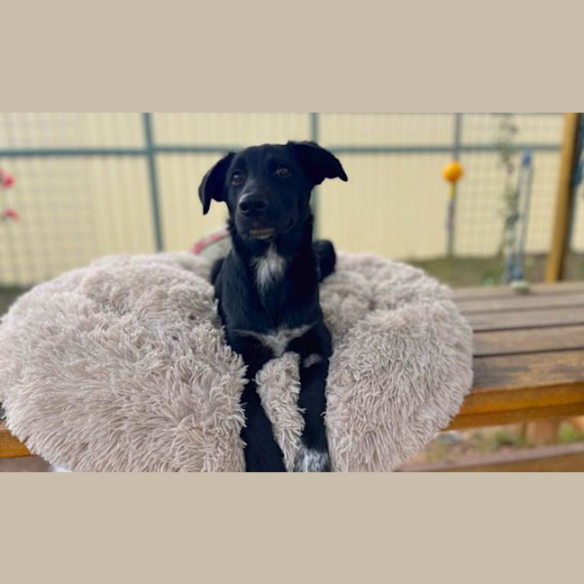 Photo of Belle