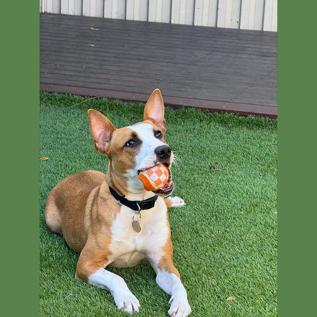 Photo of Ivy
