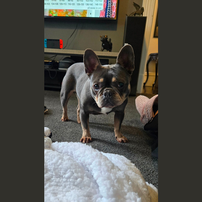 Photo of Lily Tamblyn