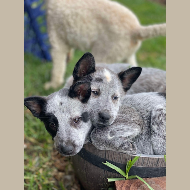 Photo of Patch And Belle