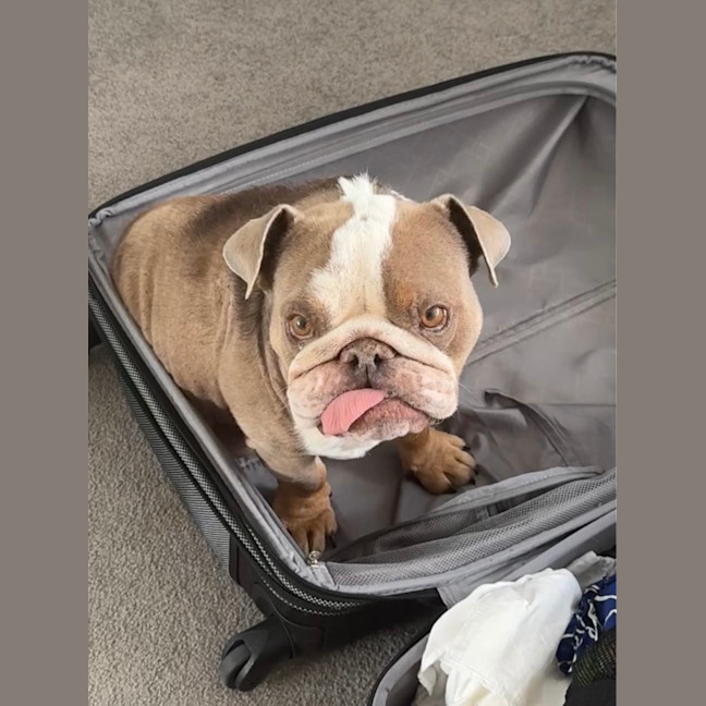 Photo of Charlie   5 Year Old British Bulldog (Trial)