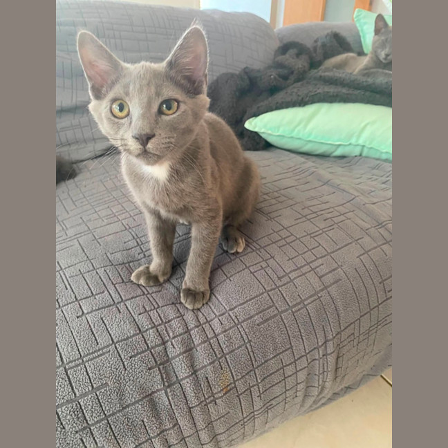 Photo of Gadget