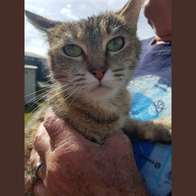 Photo of Luna   Now At Pet Quarters Rutherford