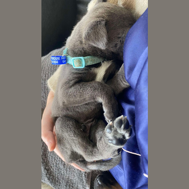 Photo of Salt   8 Week Old Kelpie X (Hold)