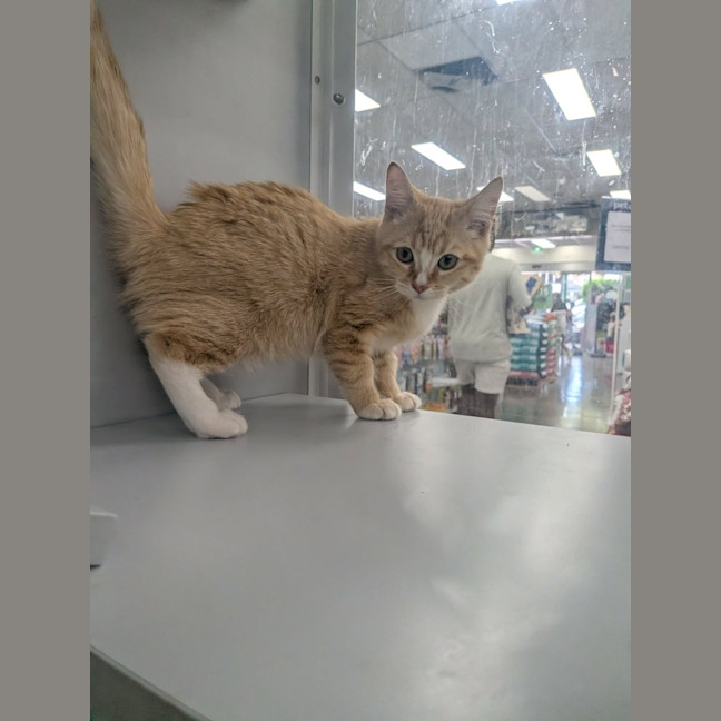 Photo of Gingy