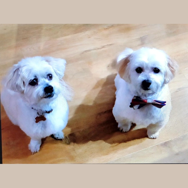 Photo of Rolly   8 Year Old Maltese X