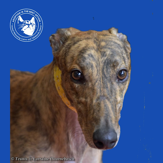 Photo of Mambo (Fingers Arrawarra)