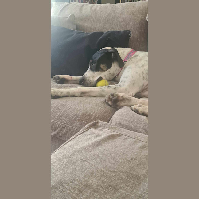 Photo of Missy
