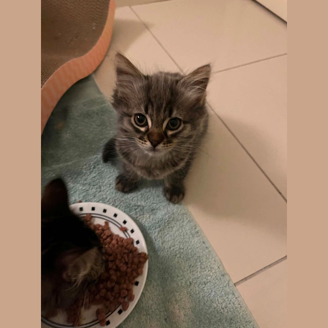Photo of Tilly