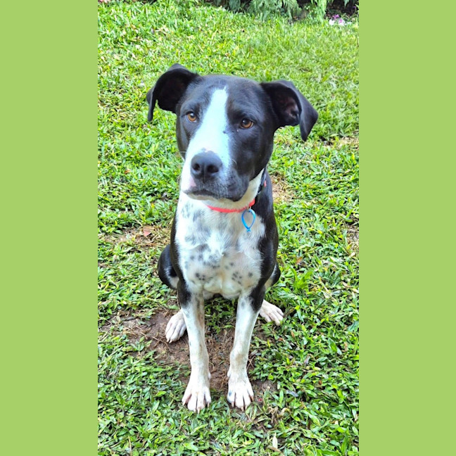 Photo of Molly *$250 Adoption Fee* 