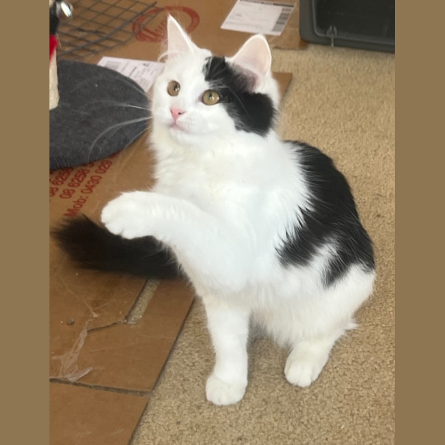 Photo of Chickpea