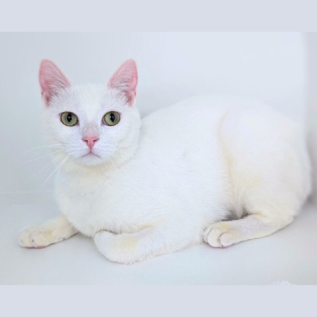 Photo of Phoebe