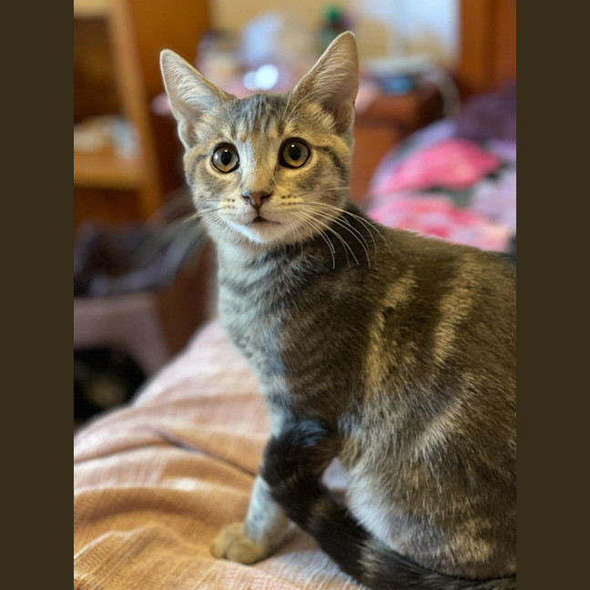 Photo of Tamaki ** 2nd Chance Cat Resce**