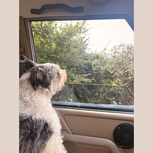 Photo of Buddy