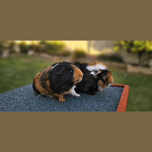 Photo of Timmy & Patrick