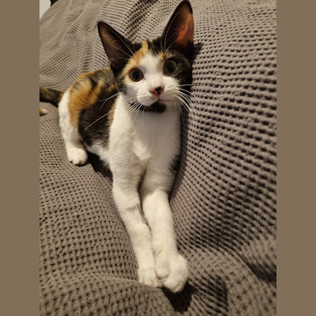 Photo of Callie Bean