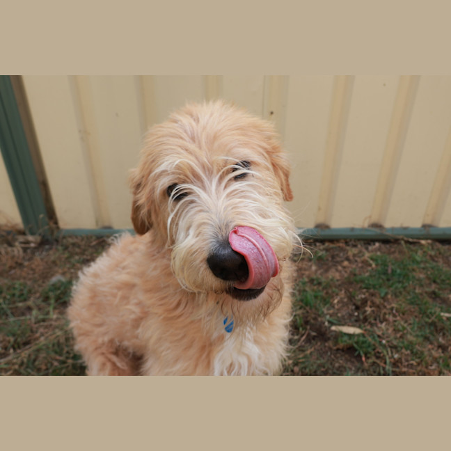 Photo of Texie Bear