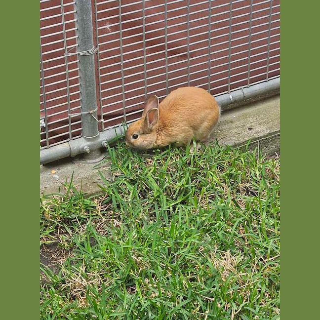 Photo of Basil