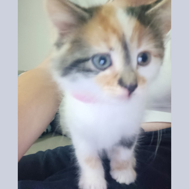 Photo of Clementine