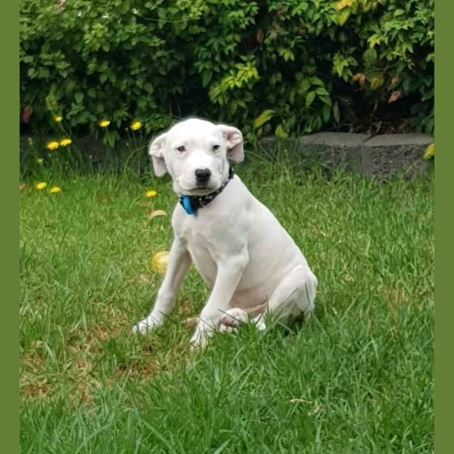 Photo of Winston