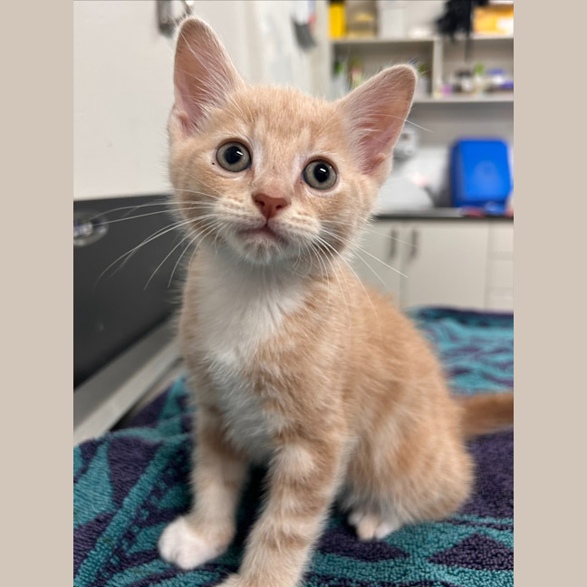 Photo of Mikaiel (Ex Velociraptor)