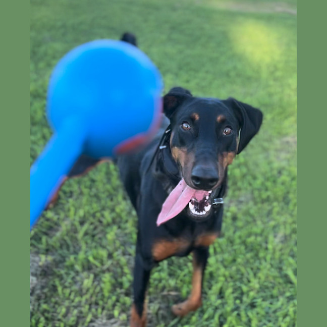 Photo of Ms Z Von Dobermann