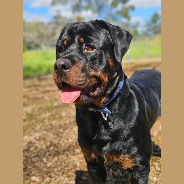 Photo of Bongo