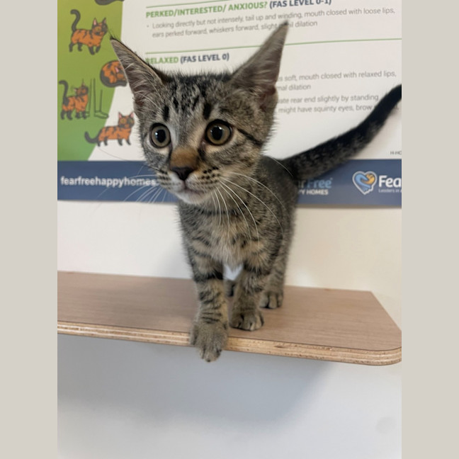 Photo of C1579 Berry