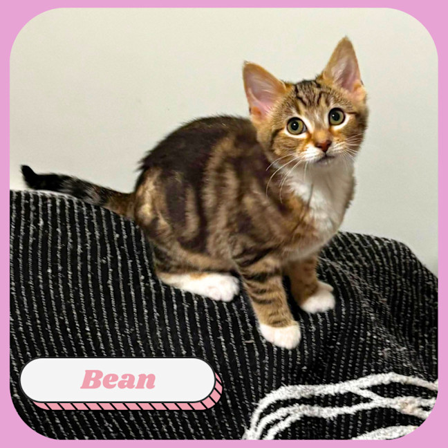 Photo of Bean