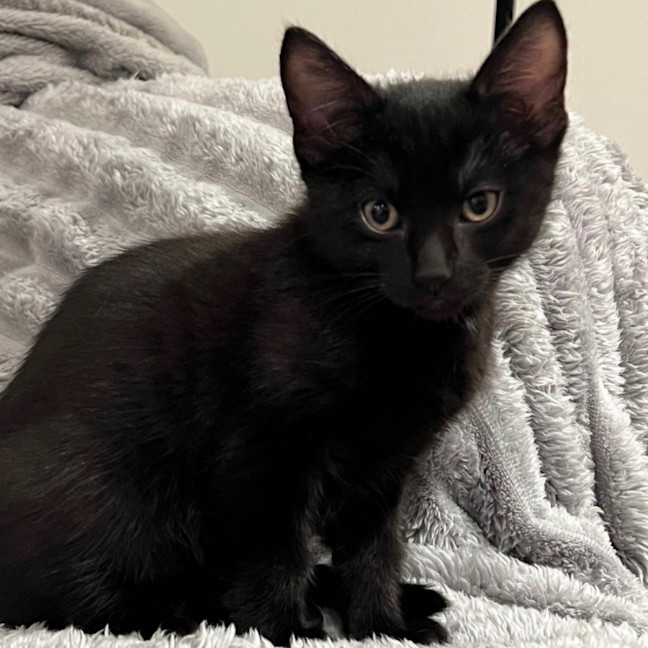 Photo of Angel